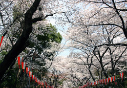 うえの桜祭り：写真
